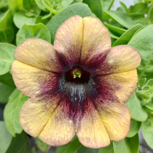 Brown Petunia Flower Seeds for Planting – Heirloom Non-GMO, High Germination Organic Garden Seeds
