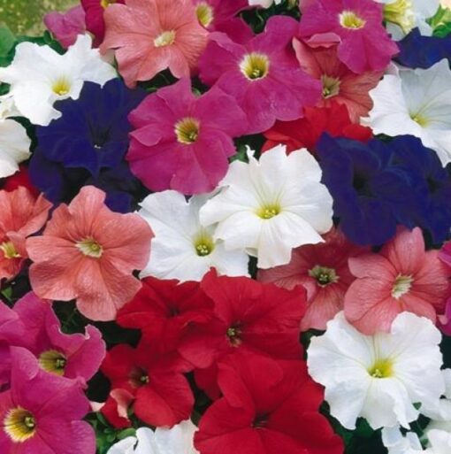 petunia bravo flower seeds