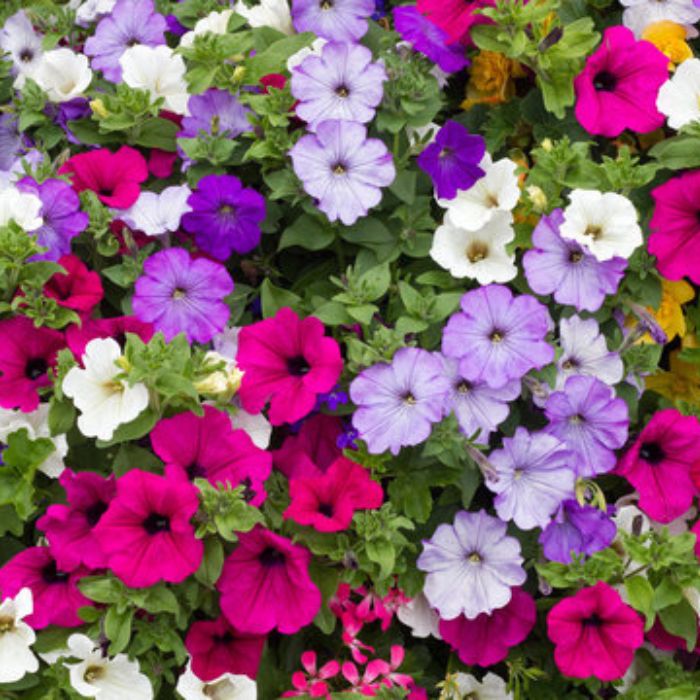 Mixed Petunia Flower Seeds – Heirloom, Non-GMO, High Germination Seeds for Planting, Organic Garden Seeds