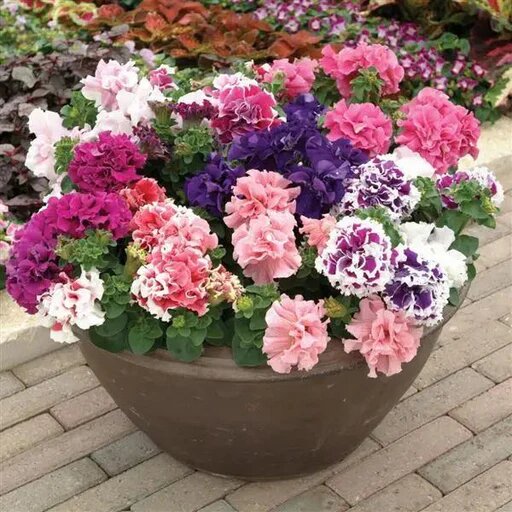Double Petunia Flower Seeds – Heirloom, Non-GMO, High Germination Seeds