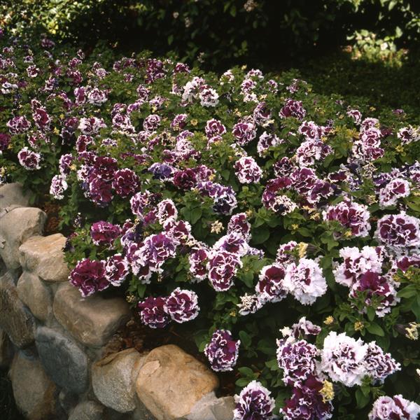 Double Petunia Flower Seeds Purple White Heirloom Non-GMO High Germination Organic Garden Seeds for Planting