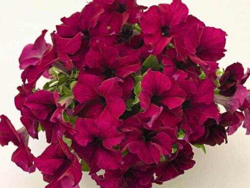 Giant Petunia Flower Seeds Brown – Heirloom, Non-GMO, High Germination Seeds
