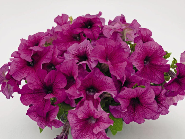 Burgundy Petunia Flower Seeds for Planting – Heirloom Non-GMO High Germination Seeds