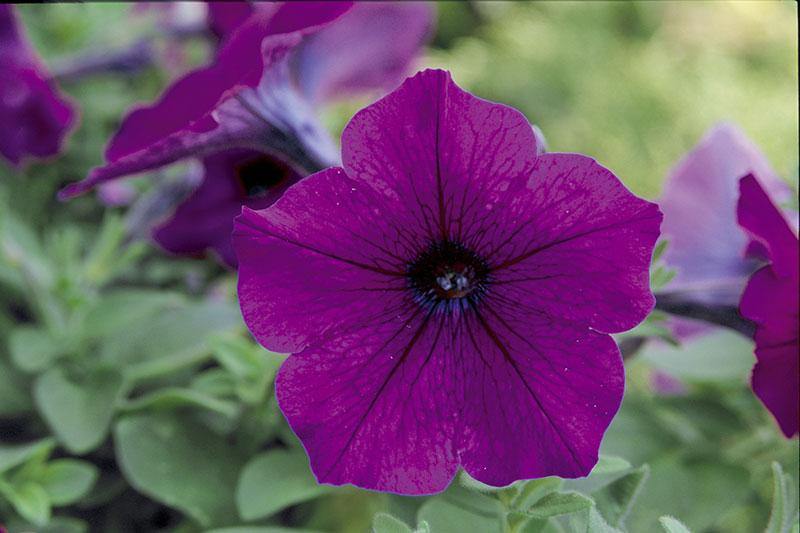 Dark Purple Petunia Flower Seeds for Planting Heirloom Non-GMO High Germination Organic Garden Seeds