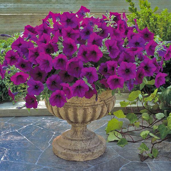 Giant Petunia Flower Seeds Purple Heirloom Non-GMO High Germination Organic Garden Seeds for Planting