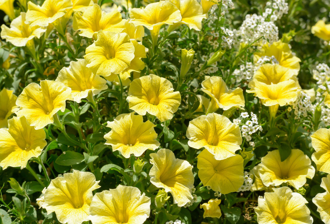Semillas de flores de petunia perenne gigante amarilla – Semillas reliquia, no modificadas genéticamente