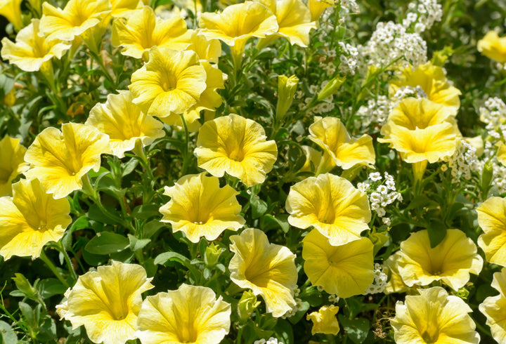 Semillas de flores de petunia perenne gigante amarilla – Semillas reliquia, no modificadas genéticamente