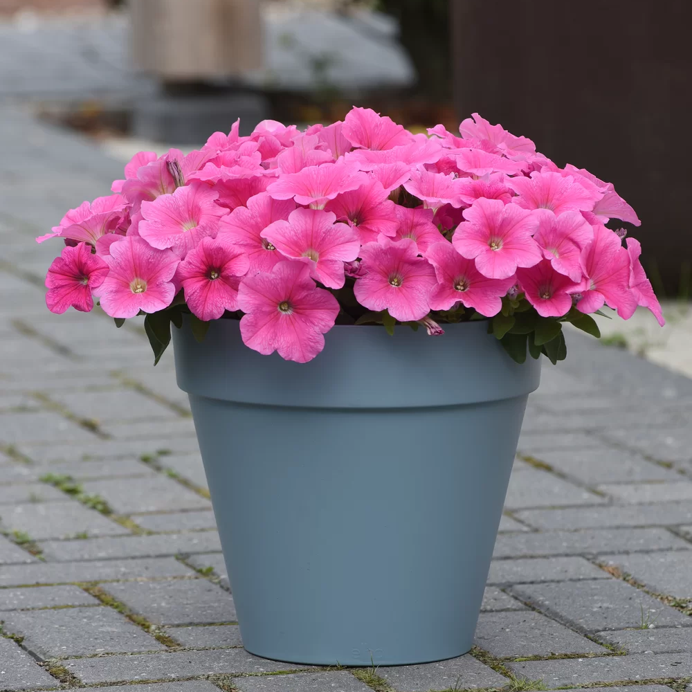 petuniaeeasywavecoralspreadingpetuniaimportedpelletedheirloomnongmohighgerminationorganicgarden flower seeds