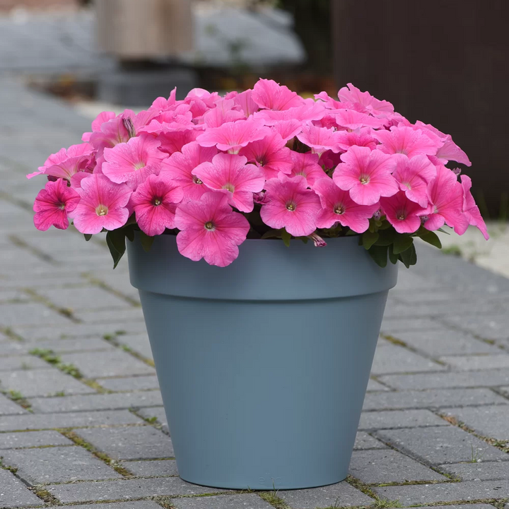 petuniaeeasywavecoralspreadingpetuniaimportedpelletedheirloomnongmohighgerminationorganicgarden flower seeds