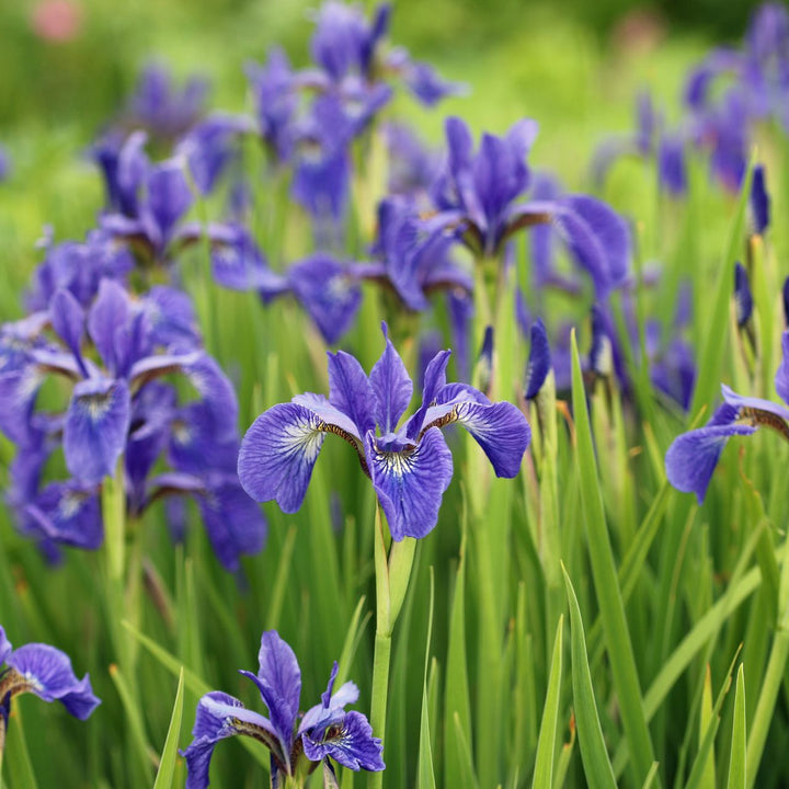 Blue Canna Lily Flower Seeds – Heirloom, Non-GMO, High Germination Organic Garden Seeds