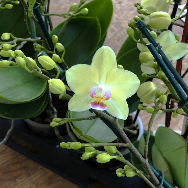 Green Phalaenopsis Orchid Flower Seeds – Heirloom, Non-GMO, High Germination Seeds