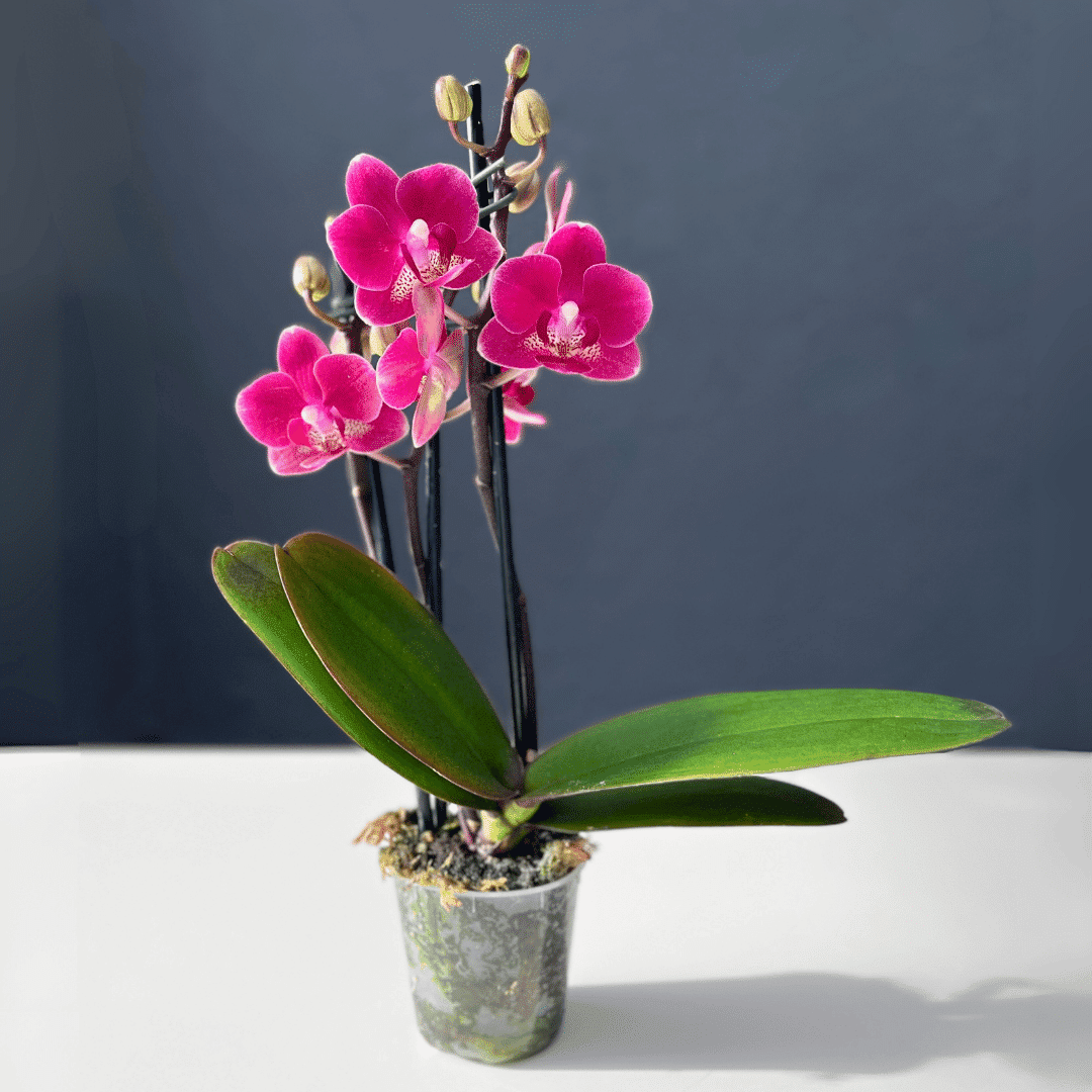 orchid phalaenopsis flower seeds