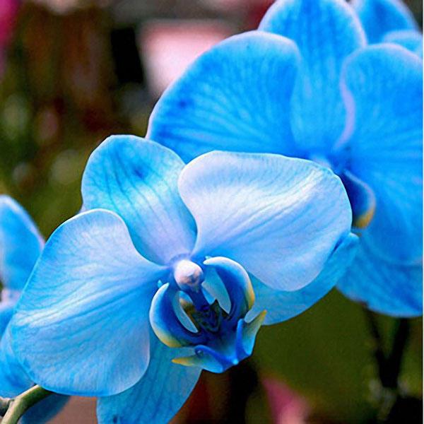 orchid phalaenopsis flower seeds