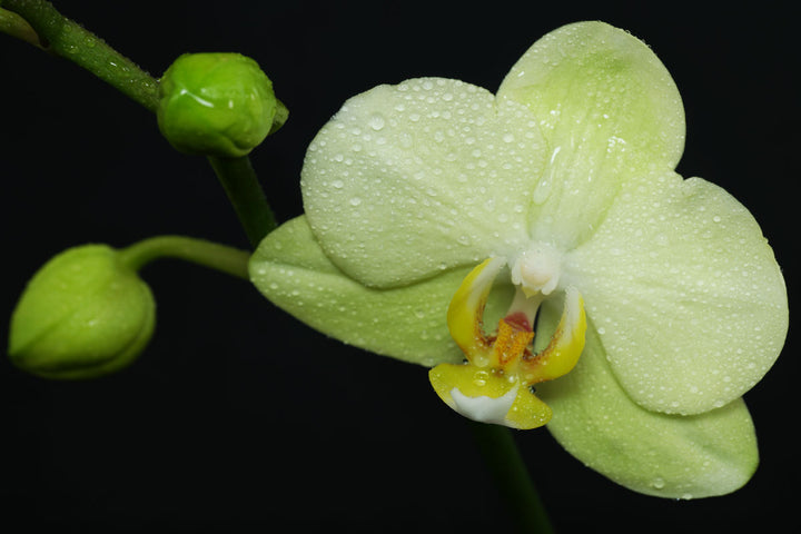 Green Phalaenopsis Flower Seeds – Heirloom, Non-GMO, High Germination Seeds