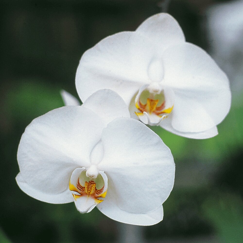 Orchid Flower Seeds White – Heirloom, Non-GMO, High Germination Seeds
