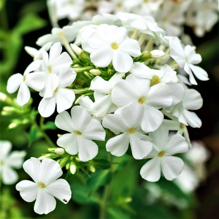 Riesen-Phlox Blumensamen Weiß – Alte Sorte Non-GMO Hohe Keimfähigkeit Samen