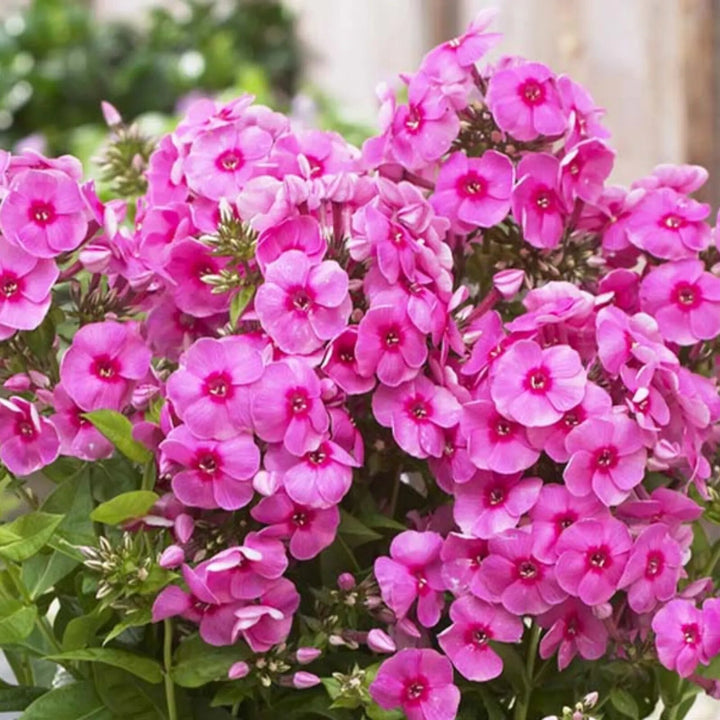 Light Pink Phlox Flower Seeds – Heirloom Non-GMO High Germination Organic Garden Seeds for Planting