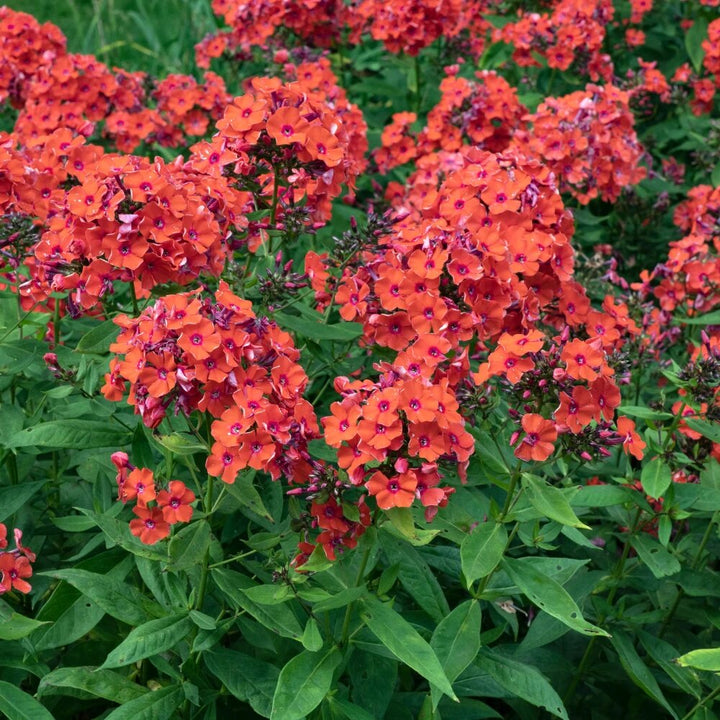 Orange Phlox Flower Seeds – Heirloom, Non-GMO, High Germination Seeds