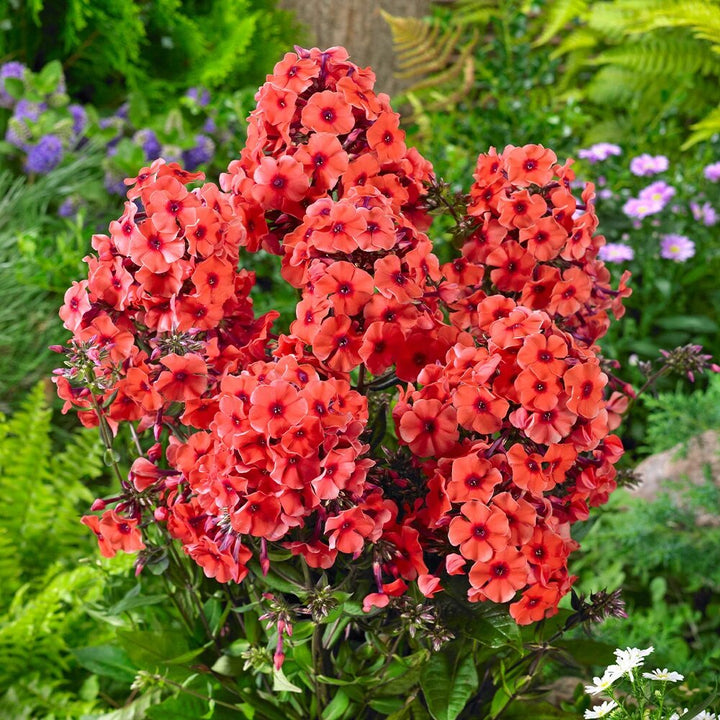 Orange Phlox Flower Seeds – Heirloom, Non-GMO, High Germination Seeds