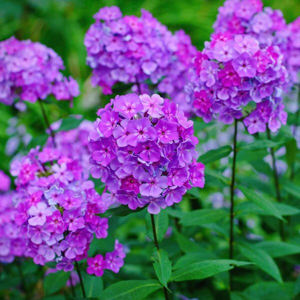 Giant Phlox Flower Seeds Purple Heirloom Non-GMO High Germination Organic Garden Seeds for Planting