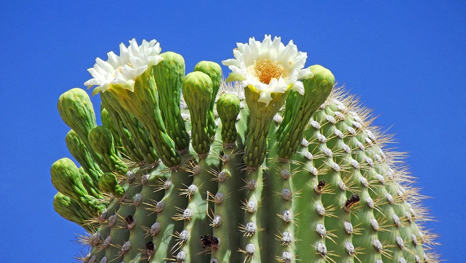 Riesenkaktusblüten-Samen zum Einpflanzen – weiß – Erbstück, gentechnikfrei