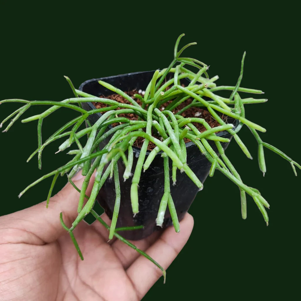 rhipsalis floccosa flower seeds