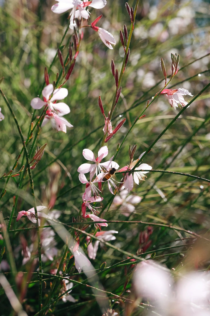 Guara Blumensamen – Alte Sorte, gentechnikfrei, hohe Keimrate