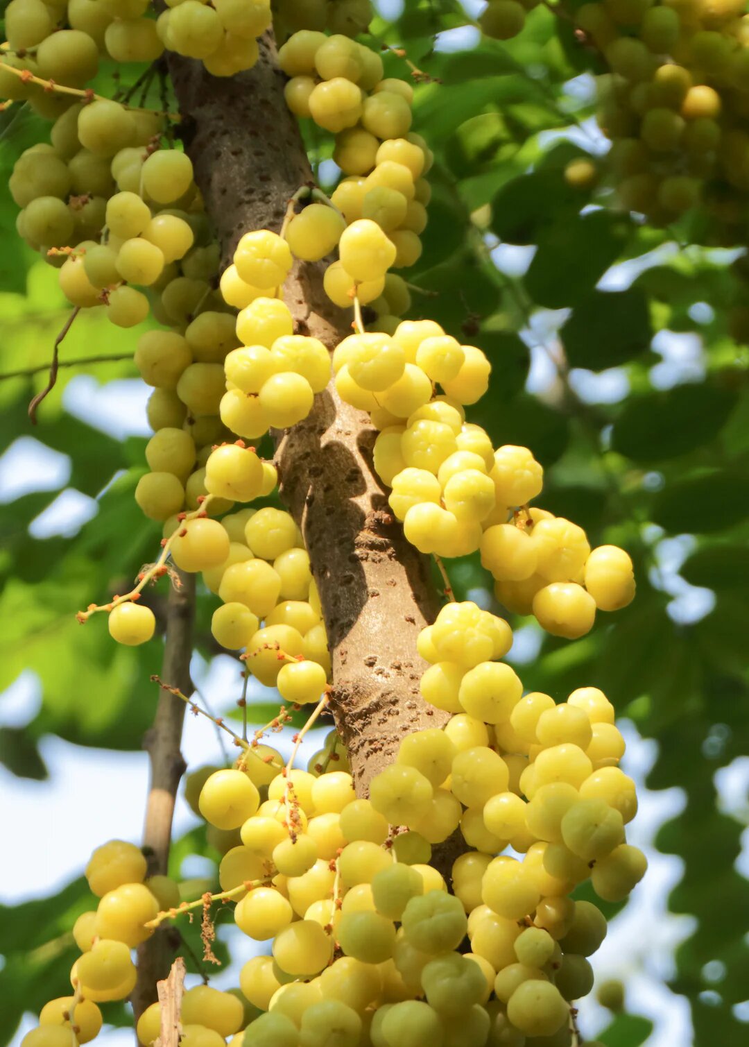 Grosella Fruit Seeds – Heirloom, Non-GMO, High Germination Seeds