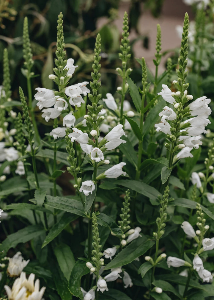 Semillas de flores de Physostegia Virginiana Blanca para plantar – Orgánicas, Heirloom, sin OMG, de alta germinación, para jardín