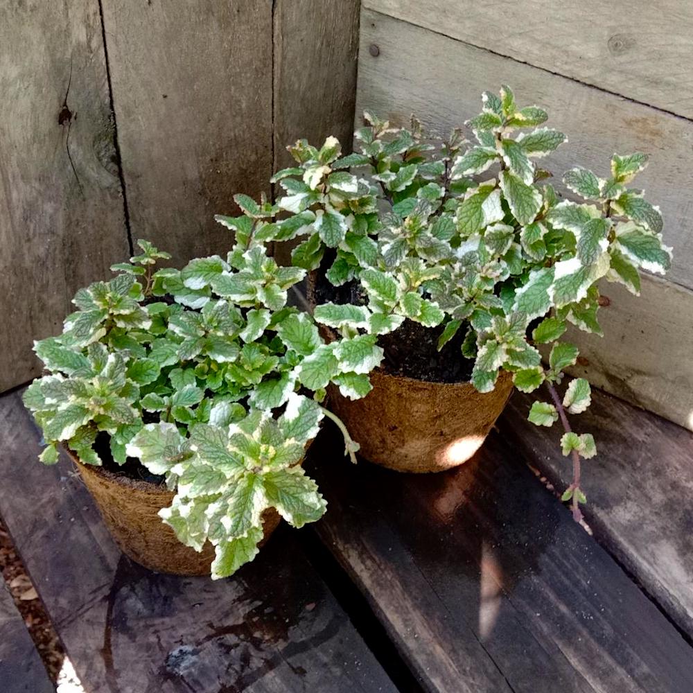 Variegated Pineapple Peppermint Plant Seeds – Heirloom Non-GMO High Germination Seeds