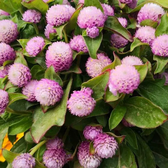 pinkannualherbflowergomphrenaglobosaheirloomnongmohighgerminationorganicgarden flower seeds