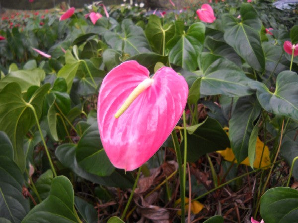 Pink Anthurium Flower Seeds for Planting – Heirloom Non-GMO High Germination Organic Seeds