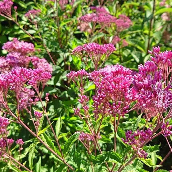 pinkperennialvarietiesflowereupatoriumfortuneiheirloomnongmohighgerminationorganicgarden flower seeds