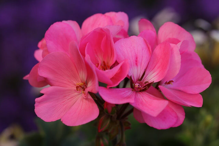 Pink Geranium Flower Seeds Heirloom Non-GMO High Germination Seeds for Planting