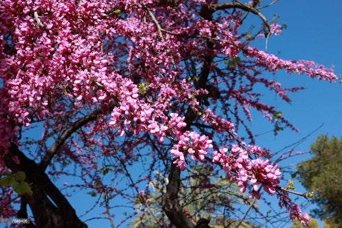 Pink Jacaranda Tree Seeds – Seeds for Planting, Heirloom, Non-GMO, High Germination Organic Garden Seeds