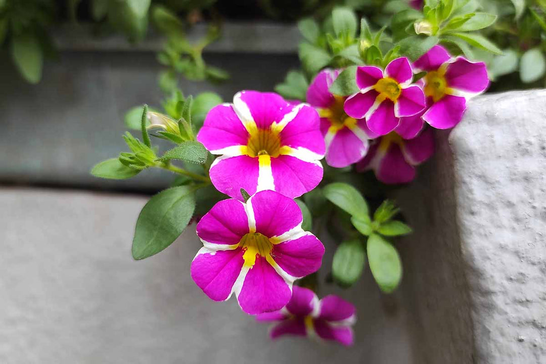 Pink White Calibrachoa Flower Seeds Heirloom Non-GMO High Germination Organic Garden Seeds for Planting