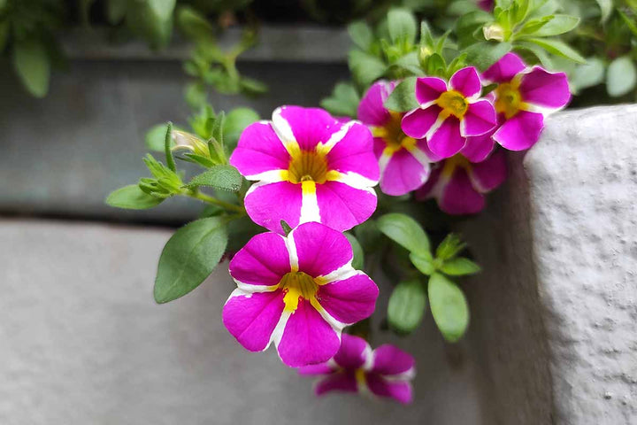Pink White Calibrachoa Flower Seeds Heirloom Non-GMO High Germination Organic Garden Seeds for Planting