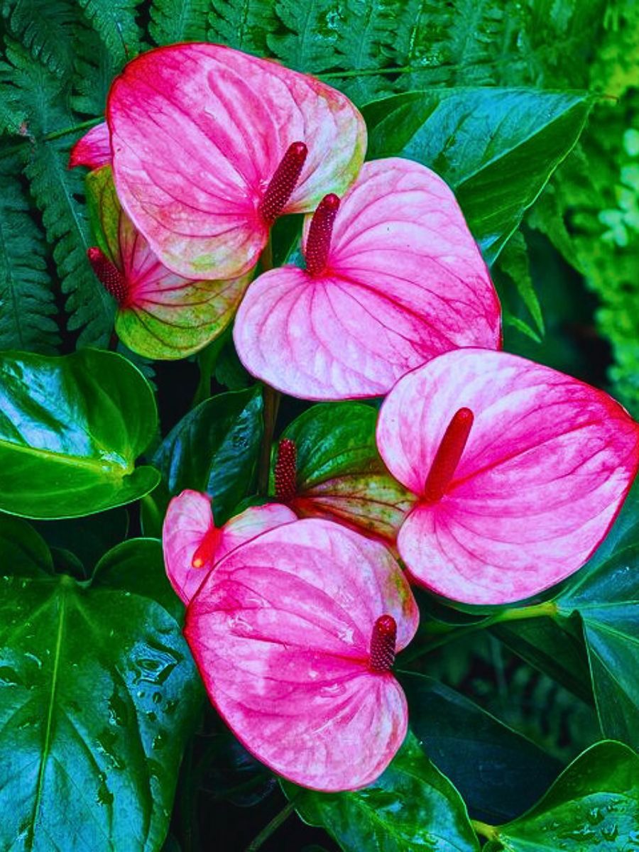 Pink Blooming Giant Anthurium Flower Seeds – Heirloom, Non-GMO, High Germination, Organic Seeds