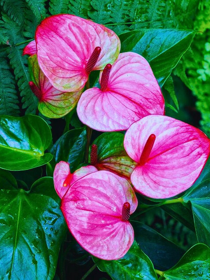 Pink Blooming Giant Anthurium Flower Seeds – Heirloom, Non-GMO, High Germination, Organic Seeds