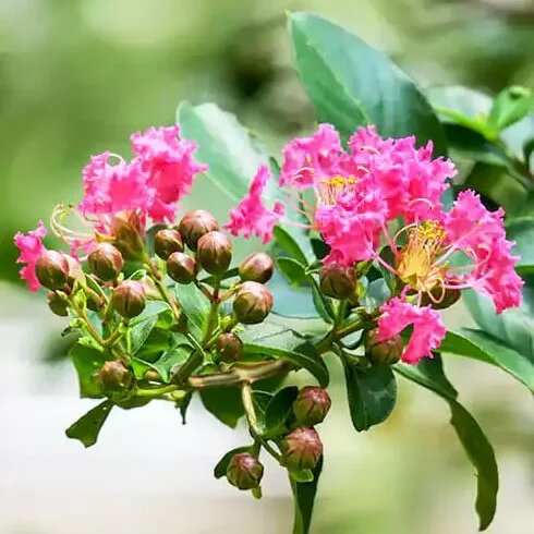 Crepe Myrtle Flower Seeds for Planting – Heirloom Non-GMO High Germination Seeds