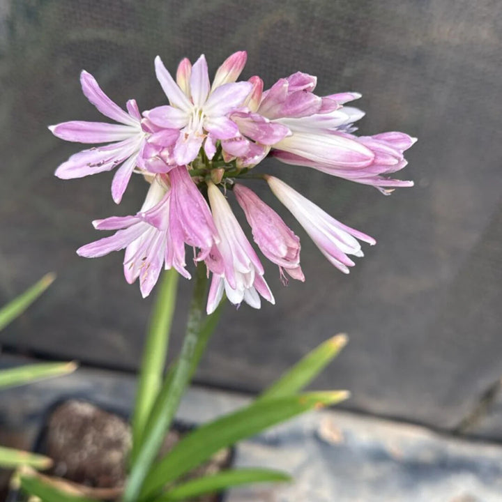 Agapanthus Flower Seeds Pink for Planting – Heirloom Non-GMO High Germination Organic Garden Seeds