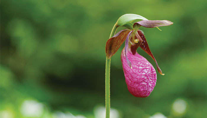Lady Slipper Flower Seeds Pink – Heirloom, Non-GMO, High Germination Seeds