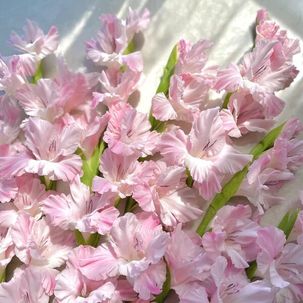 Light Pink Gladiolus Flower Seeds – Heirloom, Non-GMO, High Germination Seeds