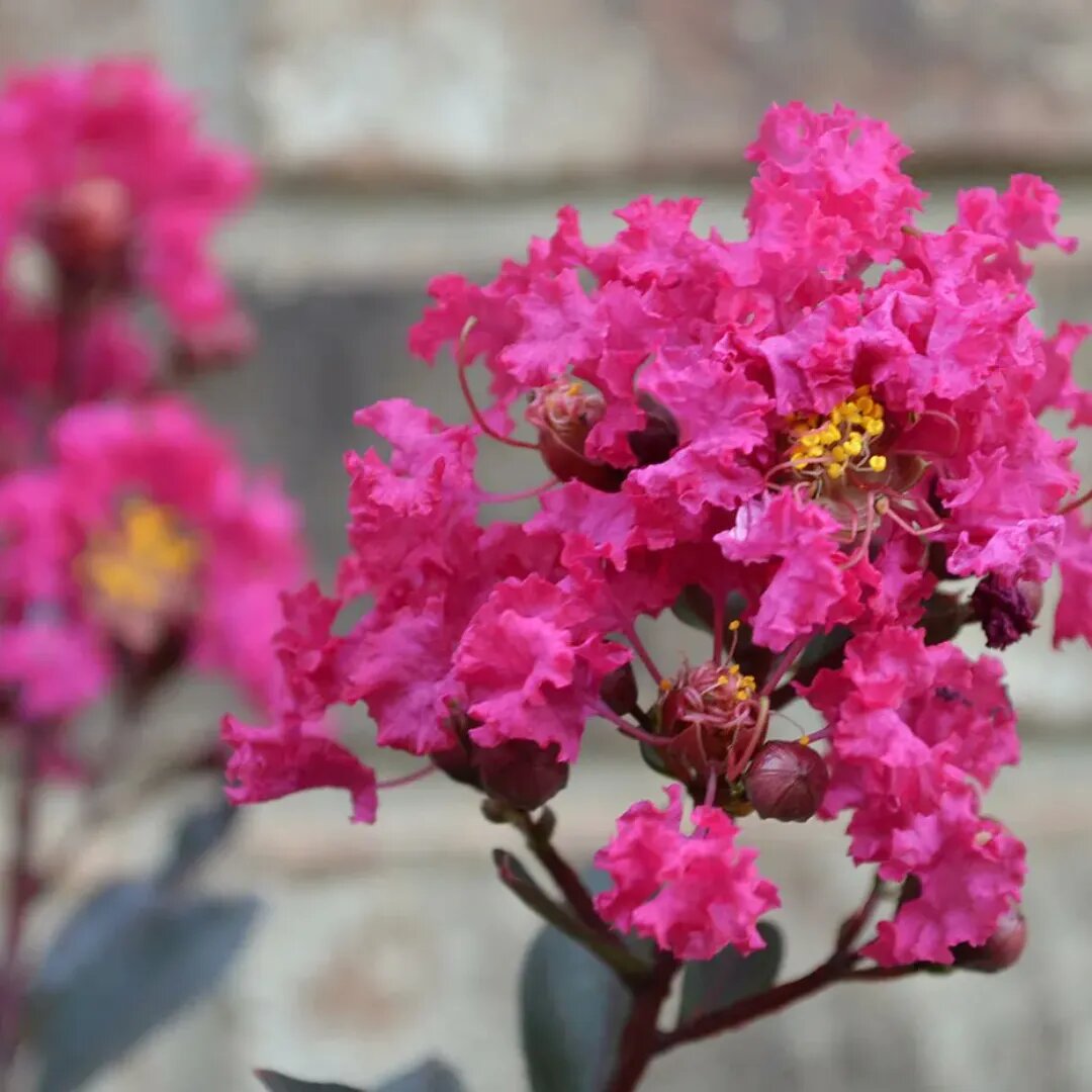 Crepe Myrtle Flower Seeds for Planting – Heirloom Non-GMO High Germination Seeds