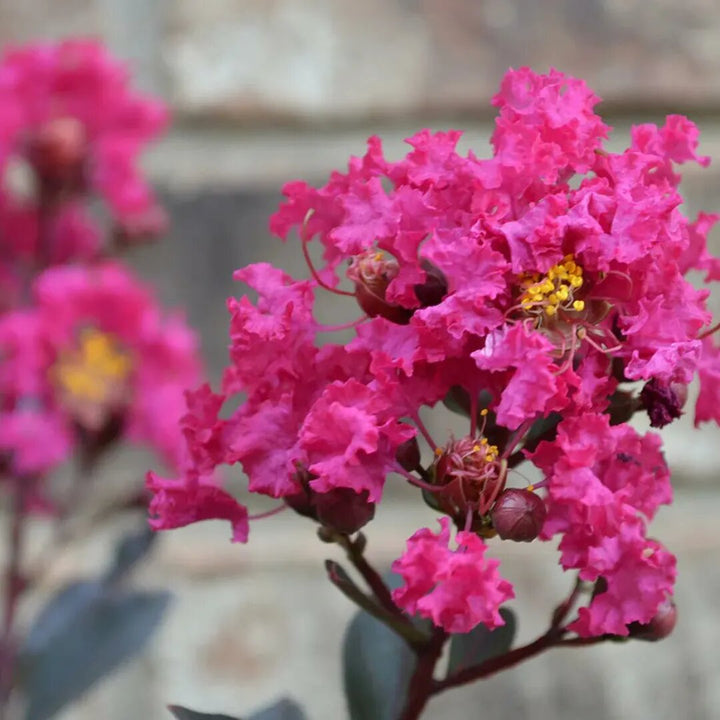 Crepe Myrtle Flower Seeds for Planting – Heirloom Non-GMO High Germination Seeds