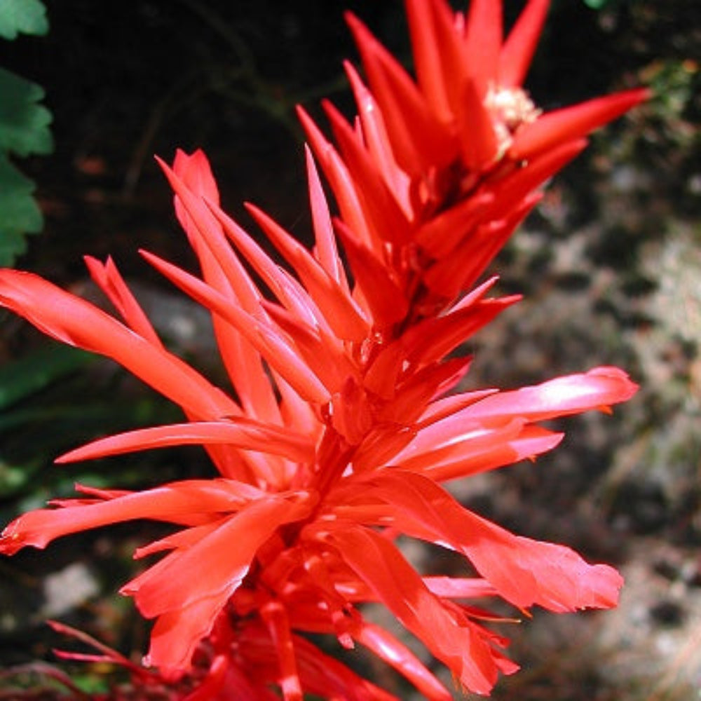 pitcairnia ringens flower seeds