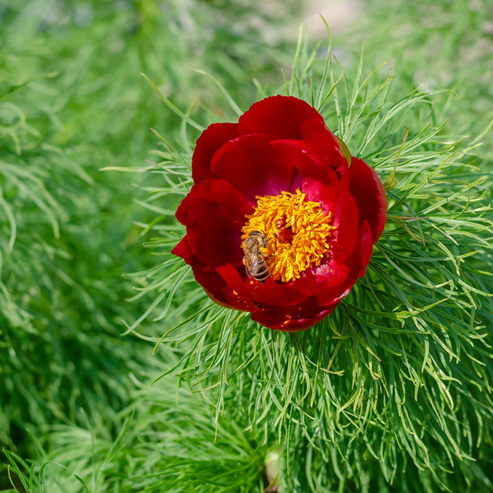 Red Paeonia Tenuifolia Flower Seeds – Heirloom, Non-GMO, High Germination Seeds