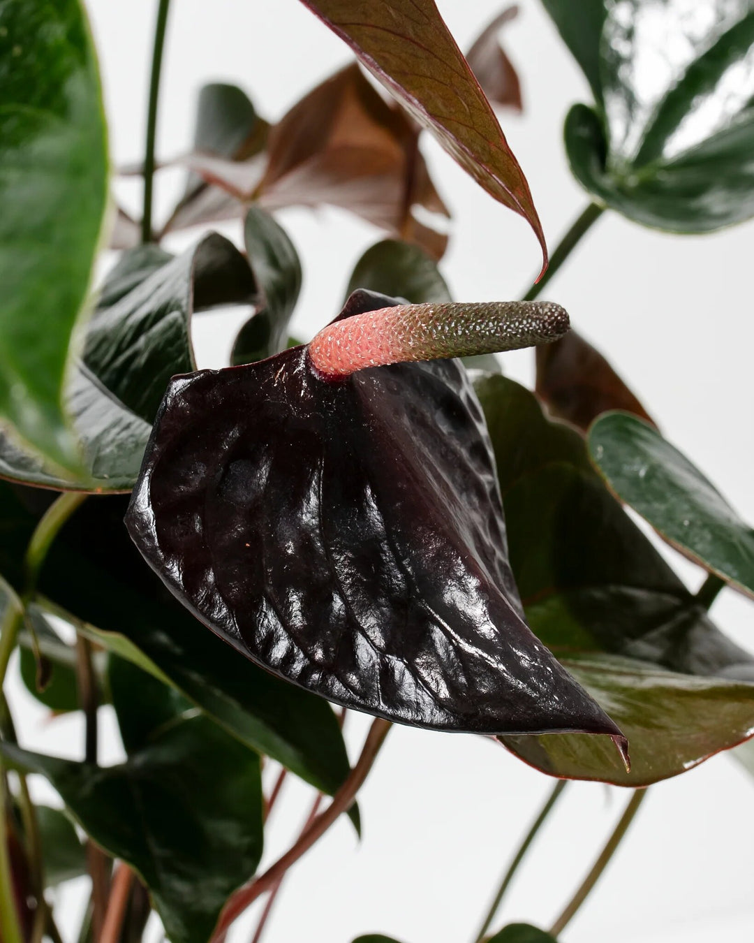 Black Anthurium Flower Seeds – Heirloom, Non-GMO, High Germination Seeds