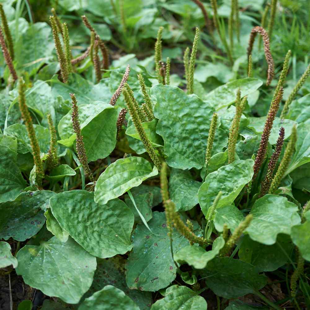 Plantain Plantago herb seeds