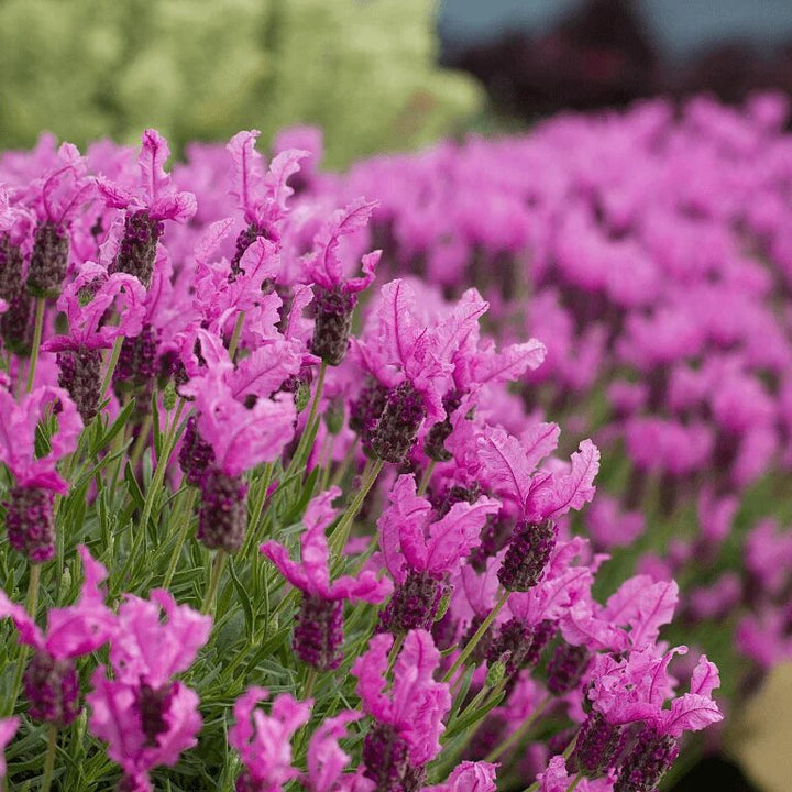 Pink Lavender Flower Seeds – Heirloom, Non-GMO, High Germination Seeds